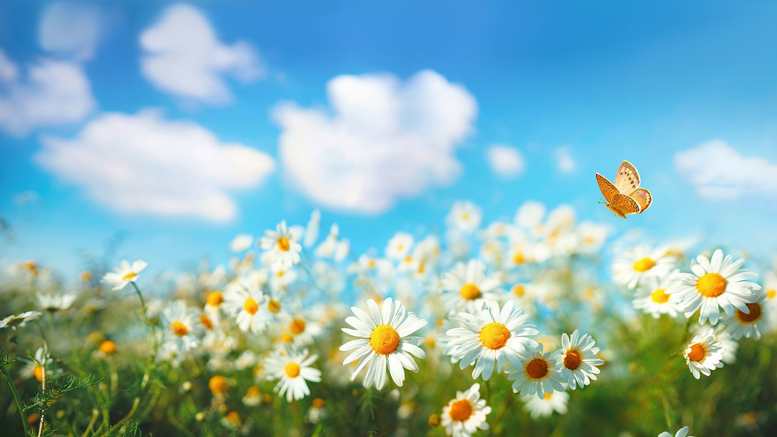 Sommerfugl