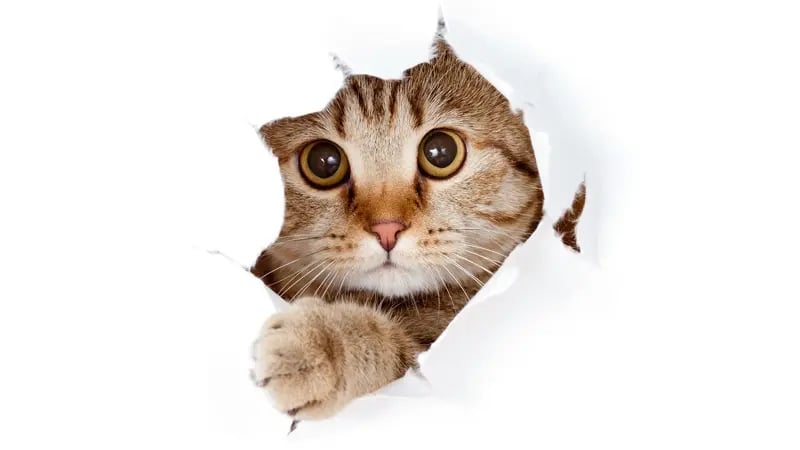 cat_dt-21333886
