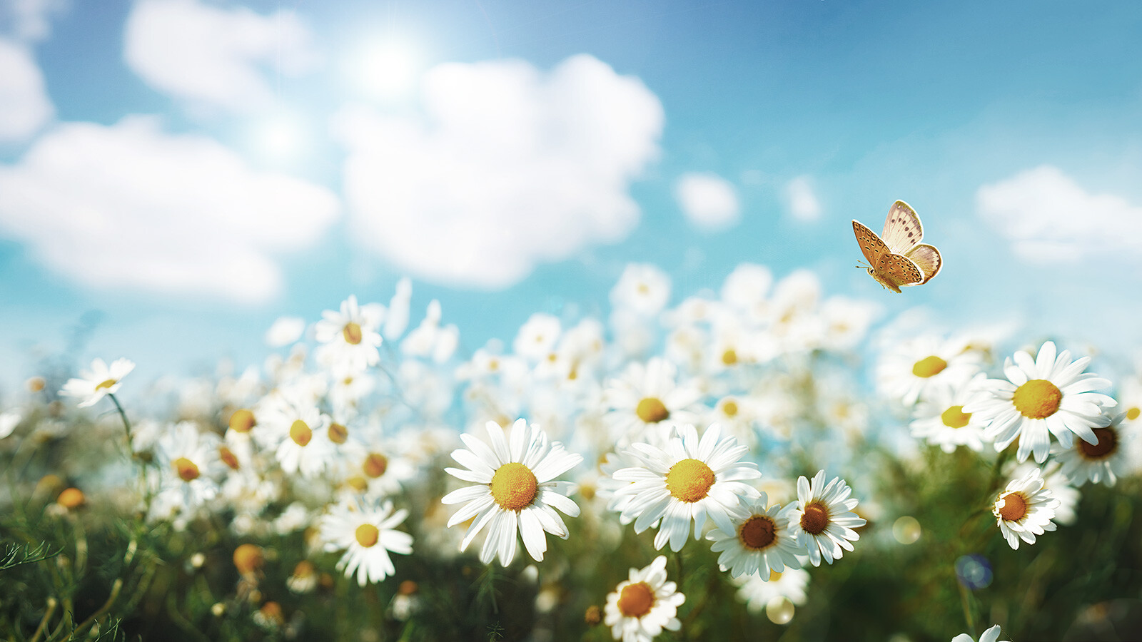 daisies_DT-239389402