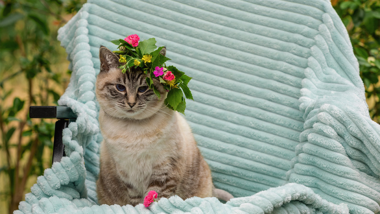Katt